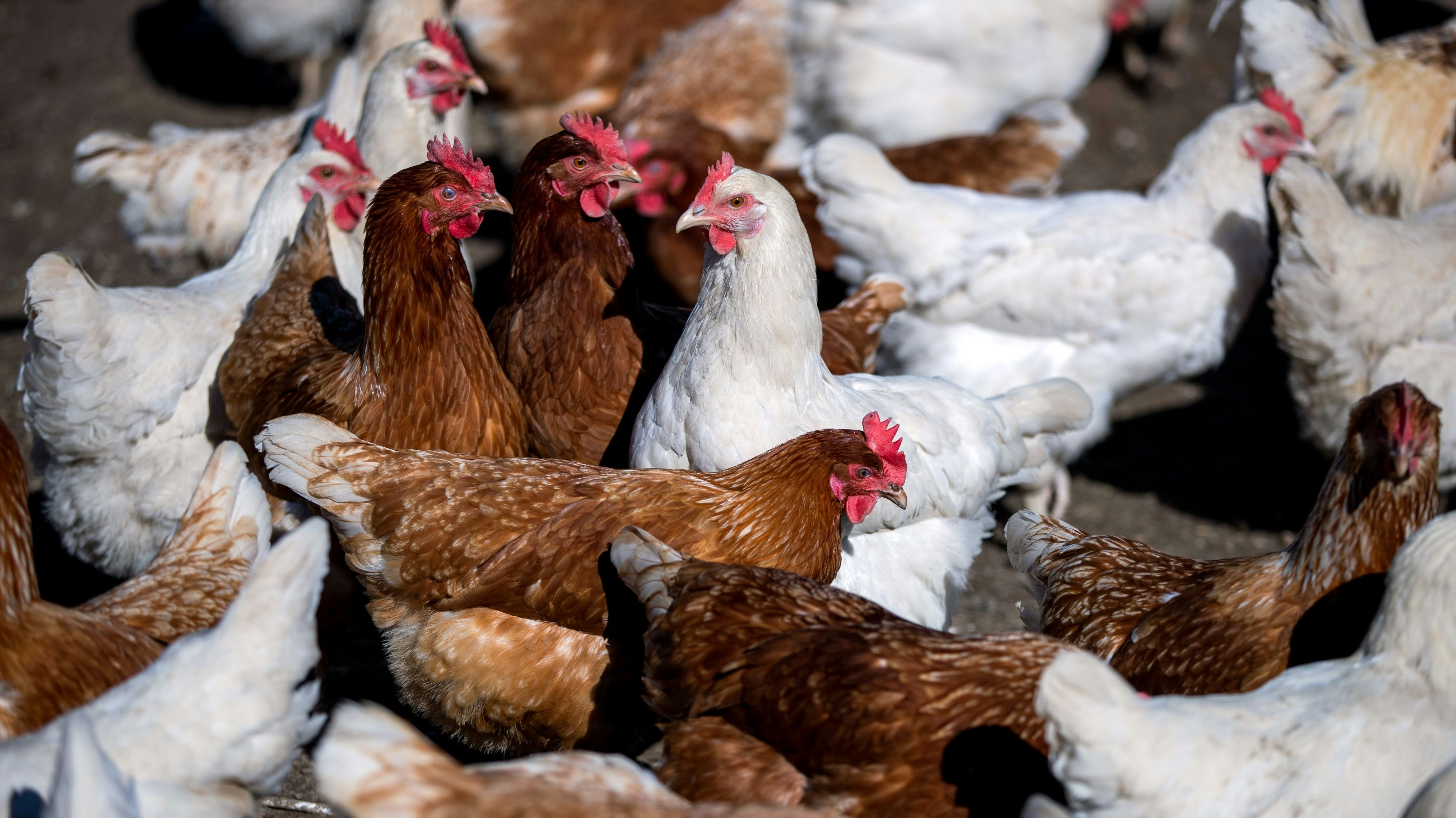 Glückliche Hühner: Die Lebensqualität der Tiere hängt von ihrer Haltung ab. Die PHW-Gruppe will sie verbessern. Foto: dpa / Büttner