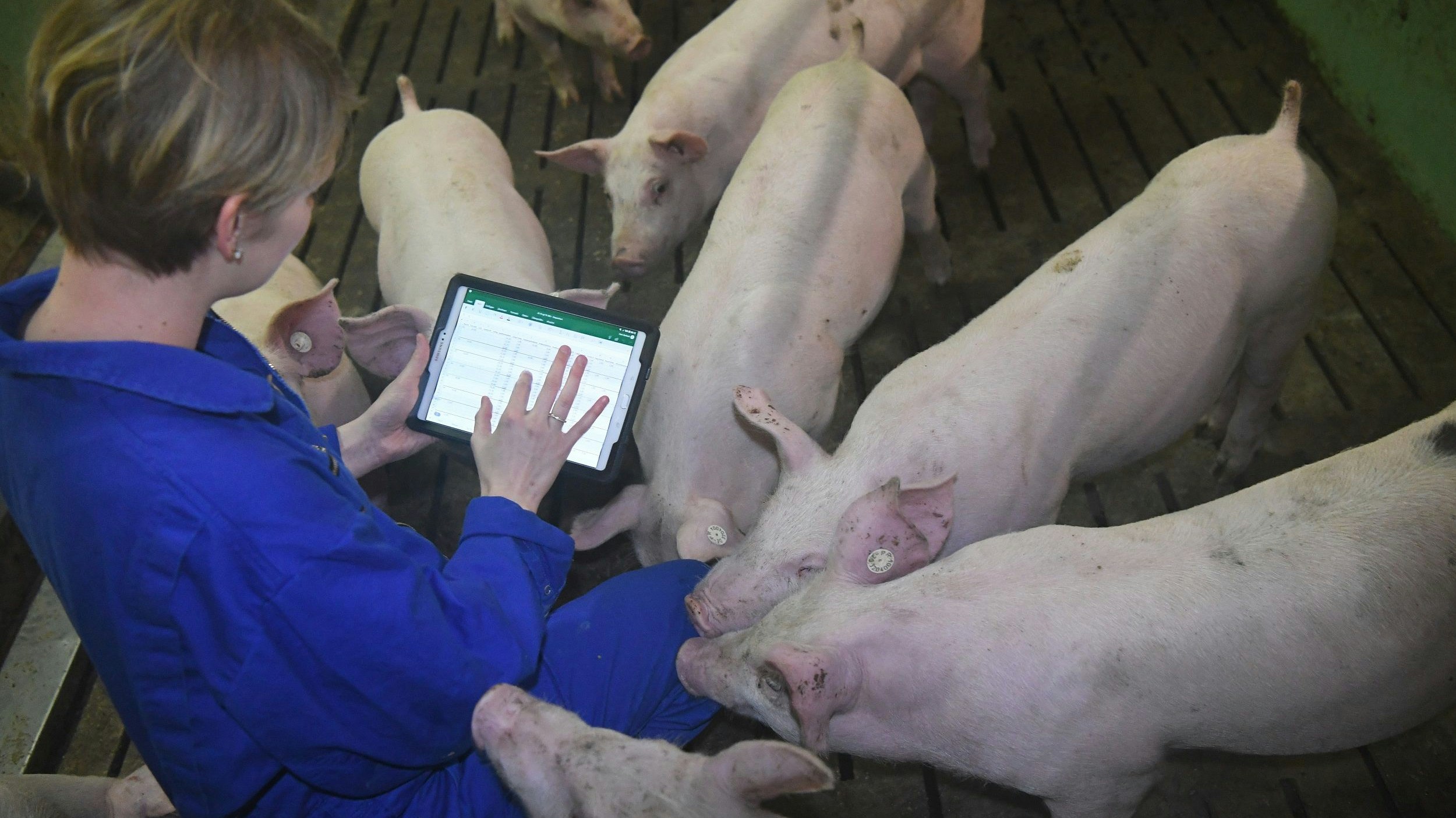 Digitalisierung im Stall: Mit einer App lässt sich das Tierwohlmanagement verbessern. Das ist ein Beispiel für die Tierhaltung der Zukunft. Foto: dpa /Rehder