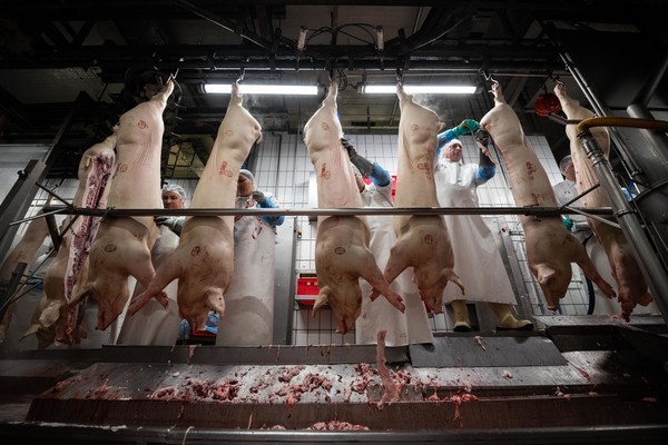 Schlachthöfe in Niedersachsen: In 163 Fleisch-Betriebe sind rund 10.000 Personen beschäftigt.&nbsp;Foto: dpa/Assanimoghaddam
