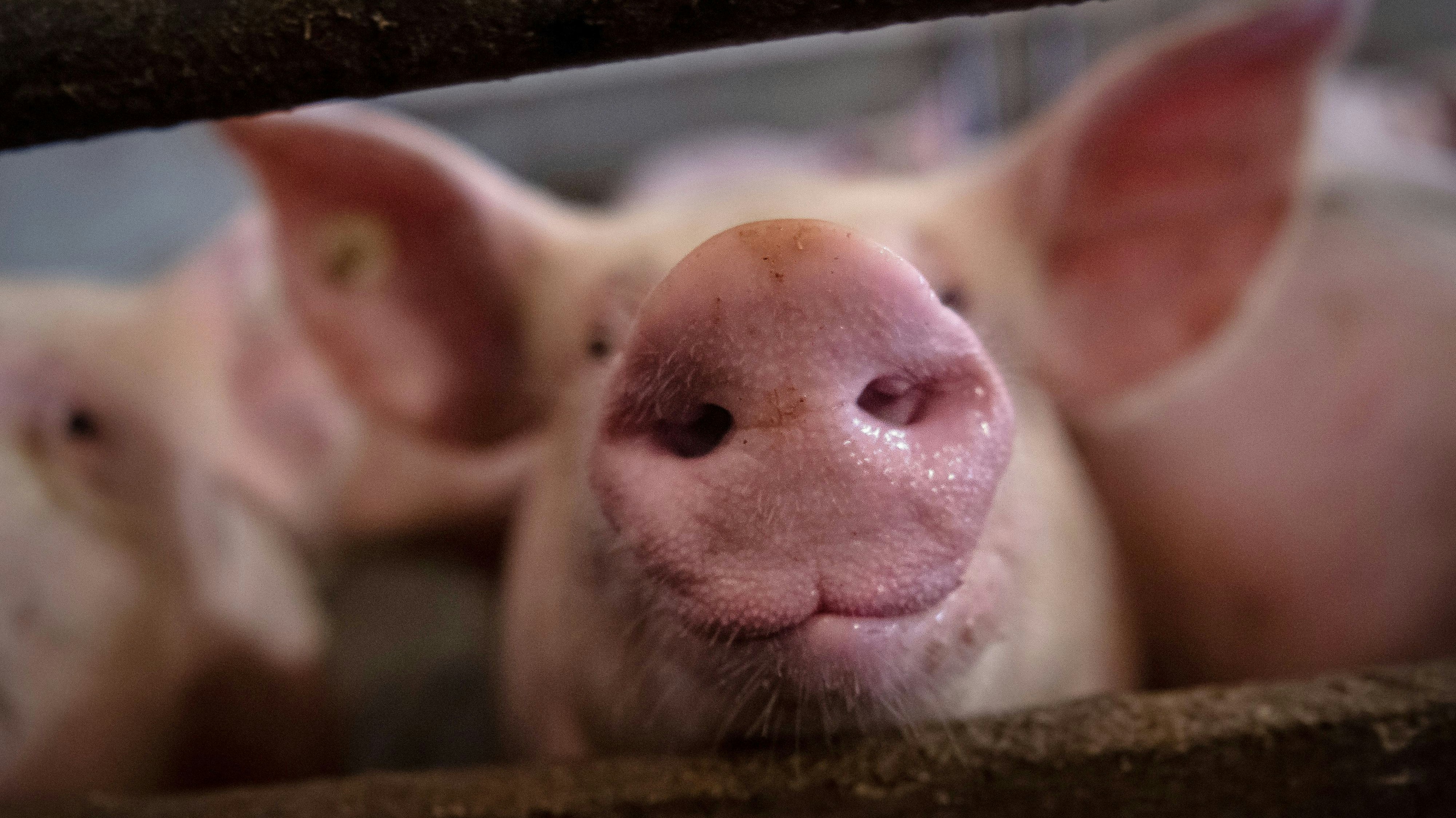 Unter Druck: Die Schweinehalter in Niedersachsen haben momentan mit den Auswirkungen der Coronakrise und der Afrikanischen Schweinepest zu kämpfen. Foto: dpa/Schuldt