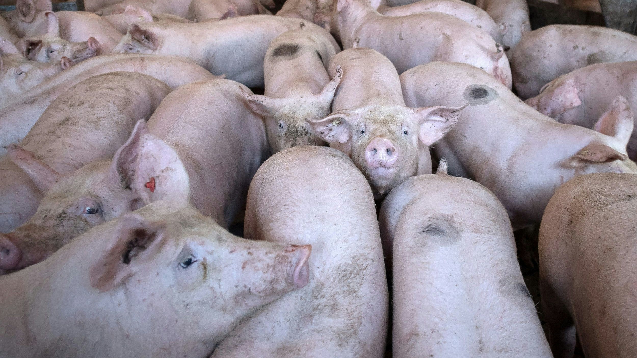 Stark betroffen ist die Branche im Landkreis Vechta: Hier gibt es laut Statistik der Verwaltung von Ende 2019 insgesamt 1350 Betriebe mit Schweinemast. Foto: dpa