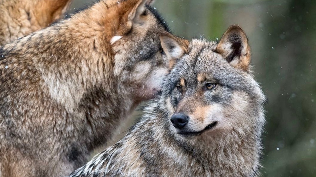 Wölfe im Winter: Hier aufgenommen im Wolfcenter Dörverden. Foto: M. Niehues