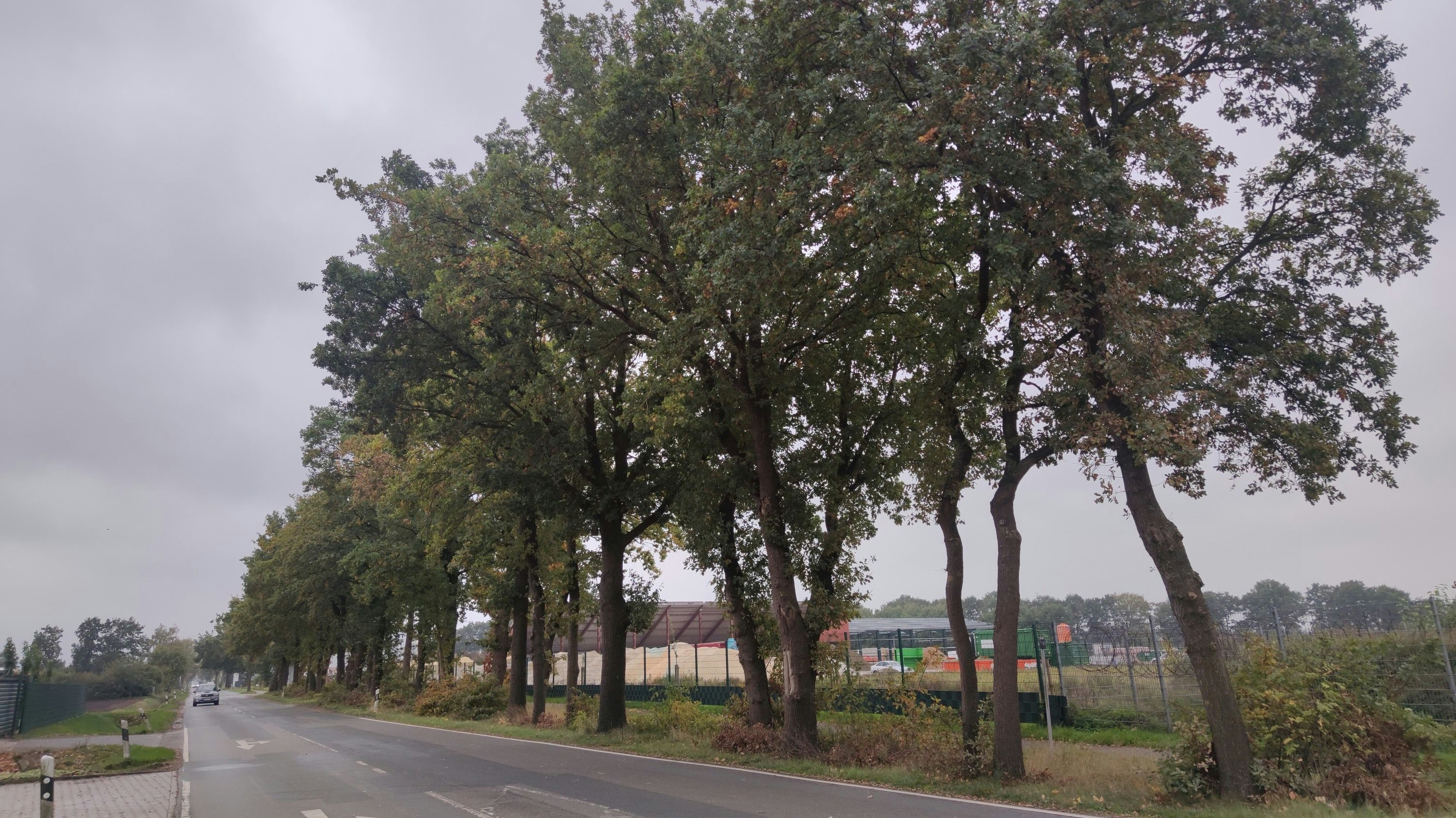 Vor allem im nördlichen Teil der Industriestraße bleiben nicht mehr viele Bäume stehen. Archivfoto: Röttgers
