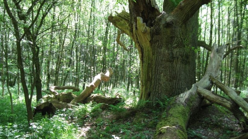 Naturdenkmal: eine alte Eiche im Dinklager Burgwald. Foto: Landkreis Vechta