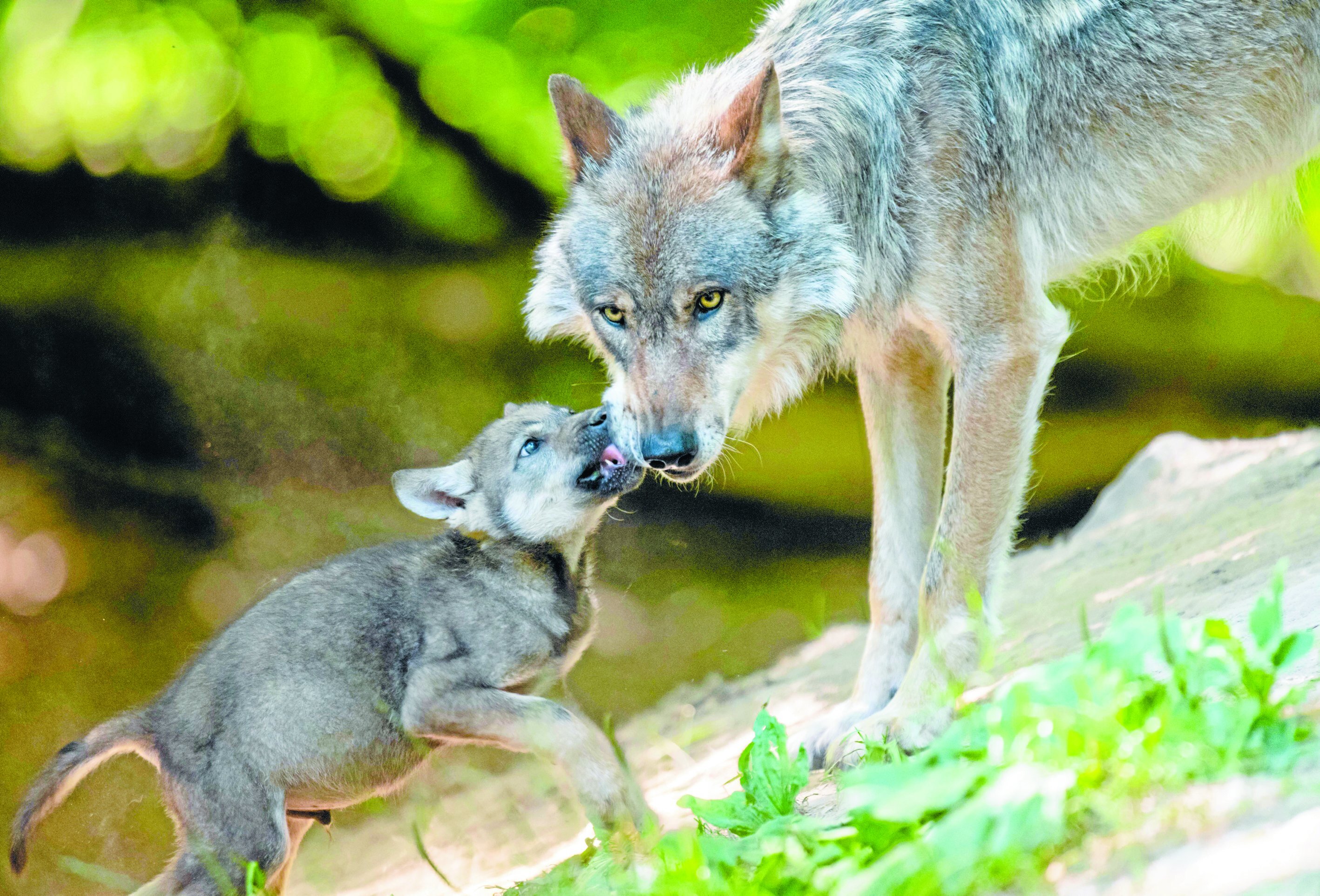 Sie unterliegen nicht dem Jagdrecht: Wölfe sind hierzulande durch EU-weite Regelungen streng geschützt. Foto: M. Niehues
