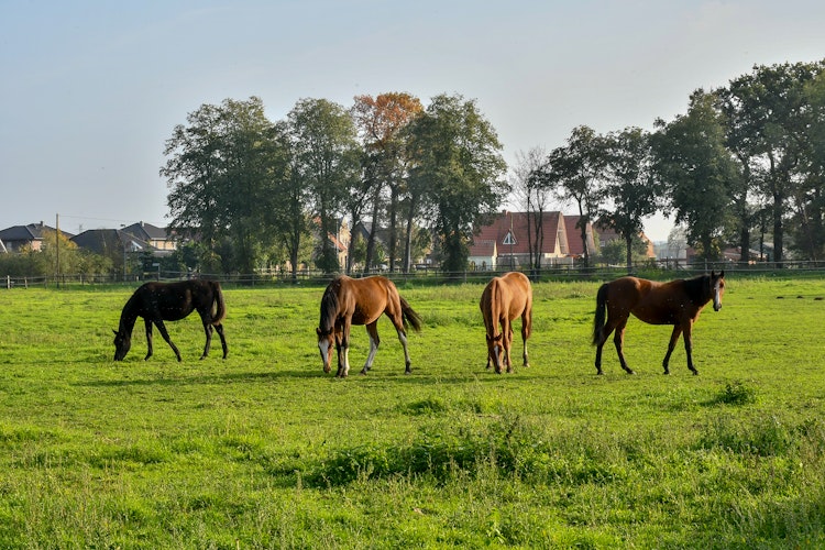 Noch eine Pferdewiese, bald ein Bürgerpark: Das ist die Grünfläche am Ostring in Holdorf. Foto: Vollmer