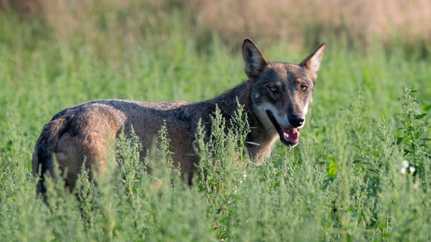 Kritik an EU-Projekt zu Wolf: Lieber Herdenschutz fördern