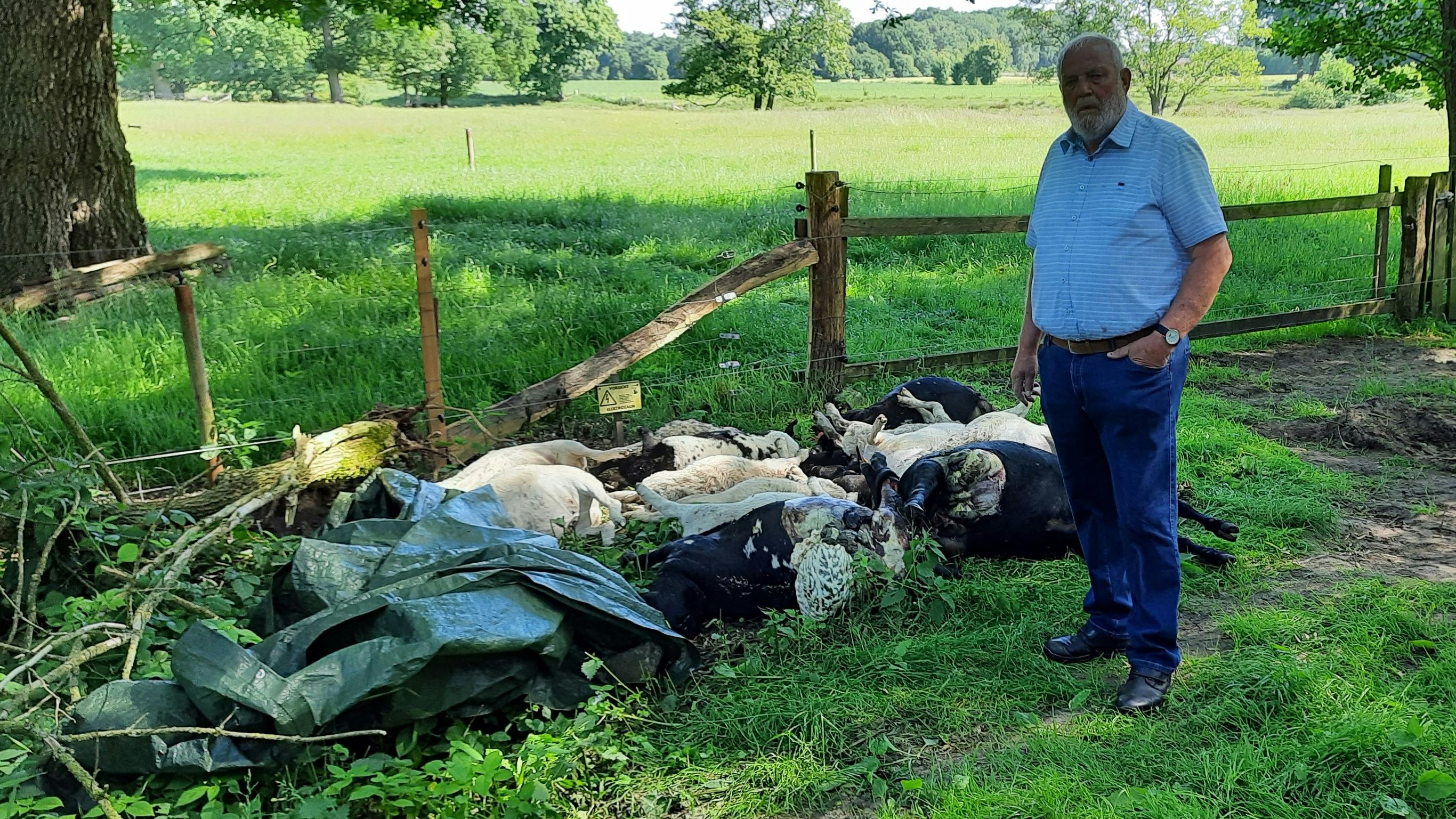 17 tote Schafe hat Franz Stammermann zu beklagen. Drei Lämmer werden noch vermisst.&nbsp; &nbsp;Fotos: Stix