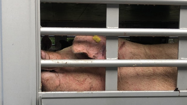 Wurde in Visbek ein Schweinetransporter unbeaufsichtigt abgestellt?