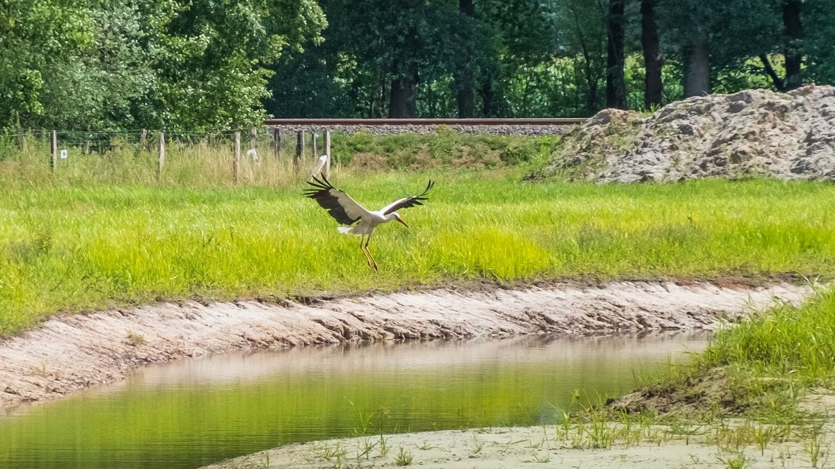 Ein Storch landet im Bürger-Klimapark im Hopener Wald an dem unlängst angelegten Wasserlauf. Foto: Christian Tombrägel