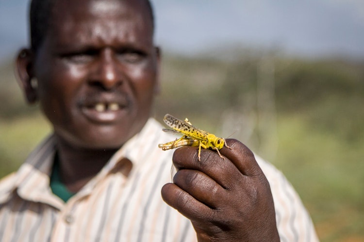 Der Feind der Bauern: Die Wüstenheuschrecke, die im Osten Afrikas wütet, ist zwischen sechs und neun Zentimeter groß. Foto: dpa