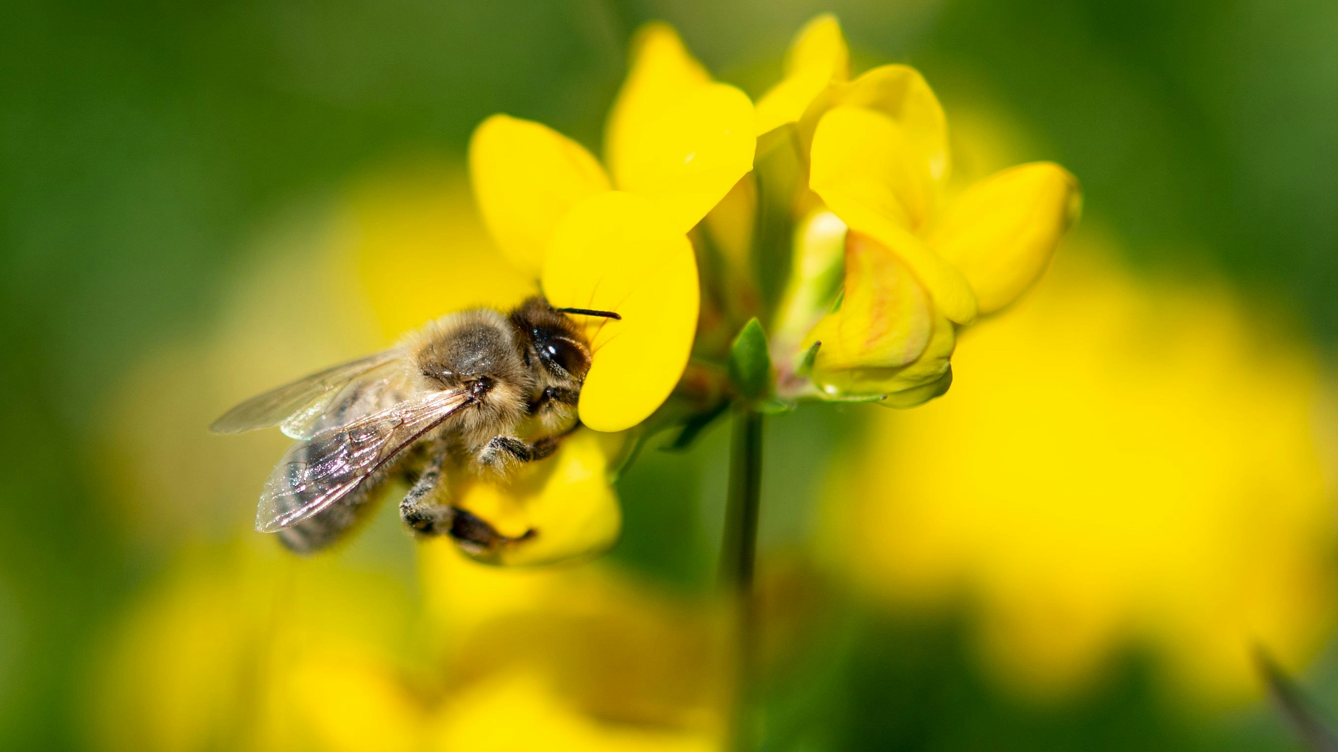 Mehr Lebenschancen: Bienen erfüllen in der Natur die wichtige Aufgabe der Bestäubung von Pflanzen. Auch sie sollen durch den Niedersächsischen Weg besser geschützt werden. Symbolfoto: dpa/Sommer