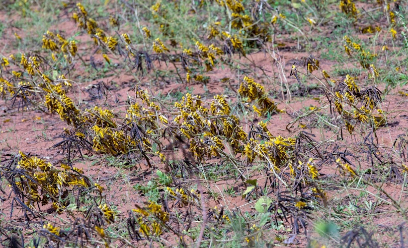Überfallkommando: Millionen Heuschrecken fressen die Vegetation kahl. Die starke Regenzeit hat die Vermehrung begünstigt. Foto: dpa