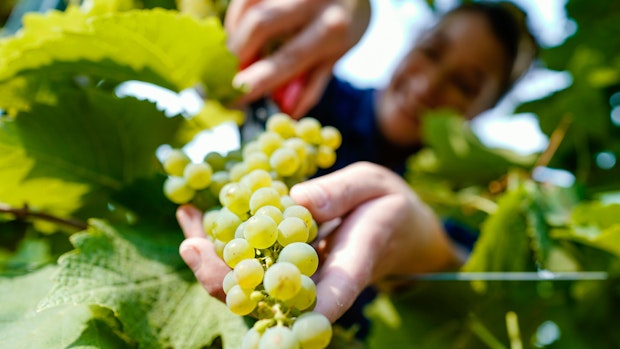 Winzer fürs Löninger Weinfest setzen zunehmend auf Nachhaltigkeit