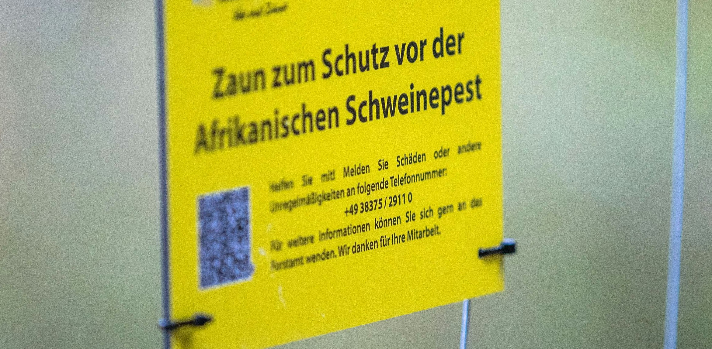 Prävention per Draht und elektrischer Ladung: Ein Sperrzaun an der Grenze zwischen Polen und Deutschland soll die Ausbreitung der Afrikanischen Schweinepest verhindern. Foto: dpa / Büttner