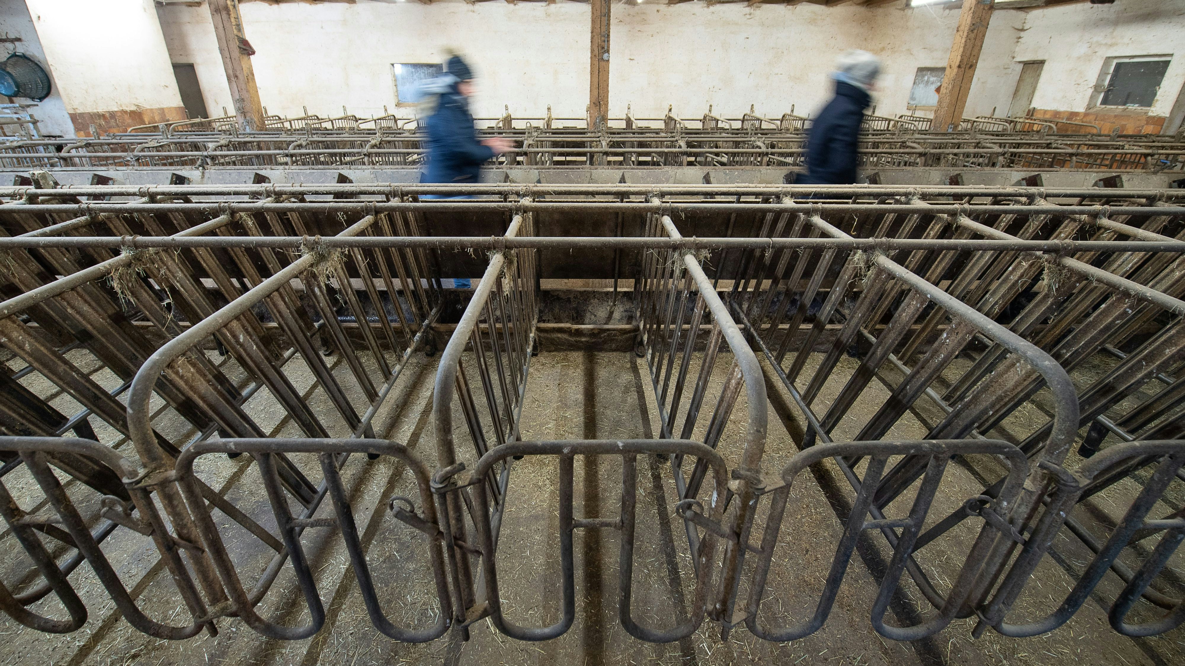 Leerer Sauenstall: Zahlreiche Landwirte steigen inzwischen aus der Schweinehaltung aus. Foto: dpa