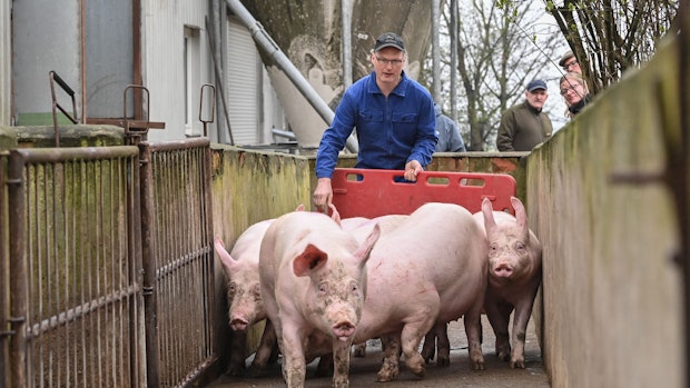 OM-Schweinehalter bleiben bei Hilfsprogramm außen vor
