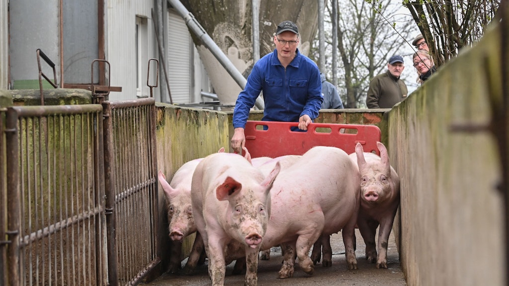 OM-Schweinehalter bleiben bei Hilfsprogramm außen vor
