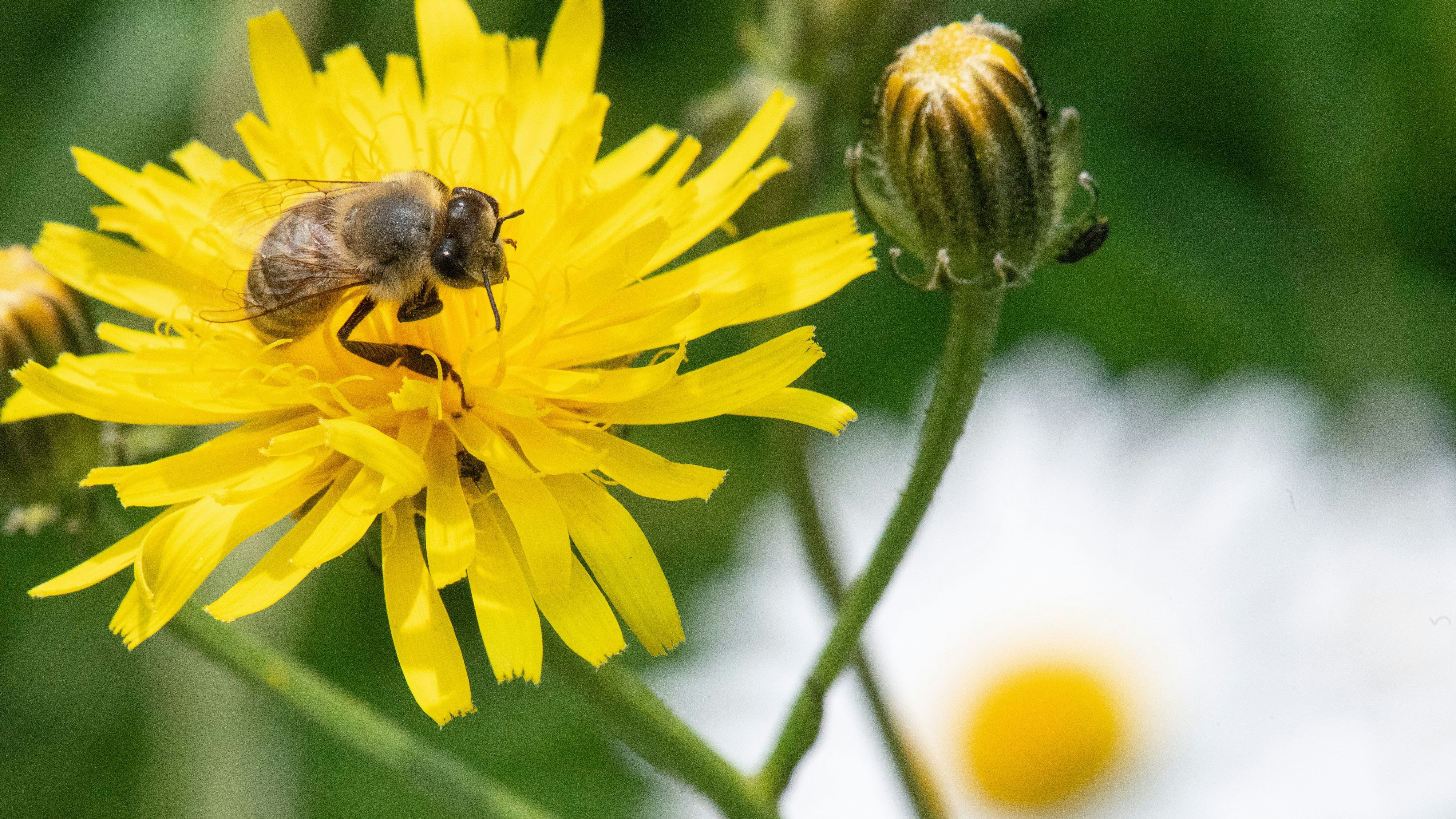 Mehr Lebenschancen: Bienen erfüllen in der Natur die wichtige Aufgabe der Bestäubung von Pflanzen. Auch sie sollen durch den Niedersächsischen Weg besser geschützt werden. Symbolfoto: dpa/Gollnow