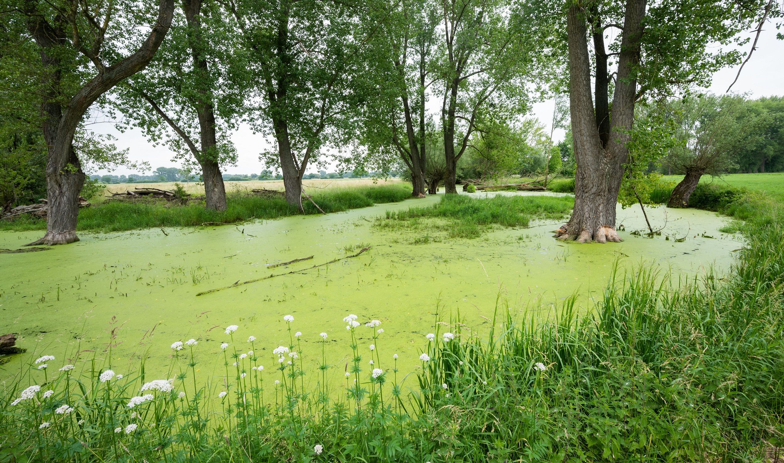 Grüner Teppich mit viel Potenzial: Wasserlinsen können zur Reinigung des Wassers und als Tierfutter eingesetzt werden. Foto: dpa/Stratenschulte