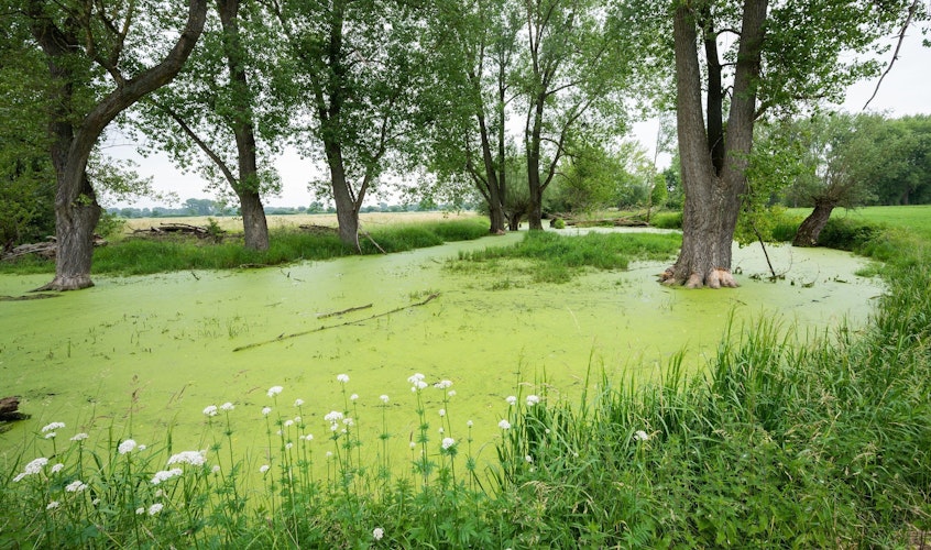 Grüner Teppich mit viel Potenzial: Wasserlinsen können zur Reinigung des Wassers und als Tierfutter eingesetzt werden. Foto: dpaStratenschulte