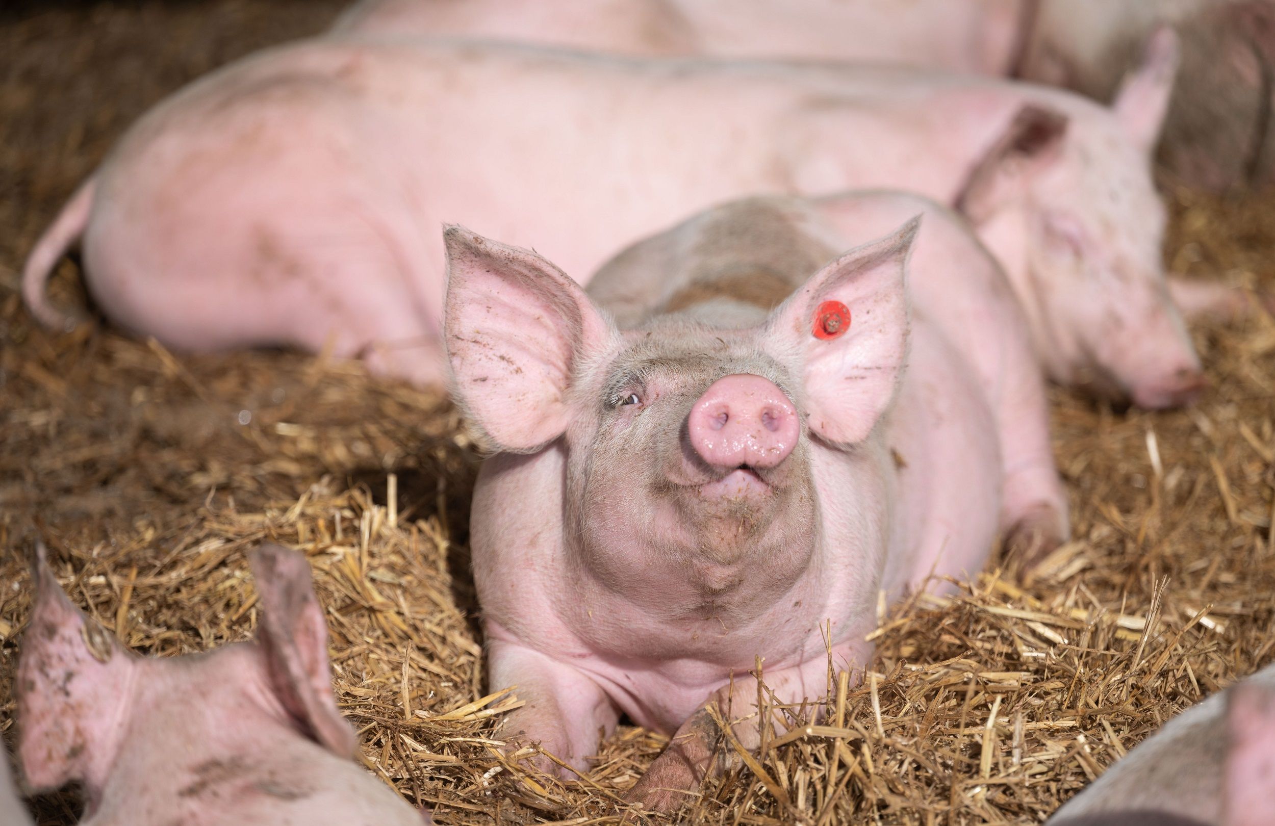 Mehr Platz und reichlich Stroh: In Tierwohlställen sollen Schweine ein besseres Leben haben. Das sieht der Systemwechsel bei den Haltungsbedingungen vor – doch es gibt rechtliche Hürden und Unklarheiten zur Finanzierung. Foto: dpa/Murat