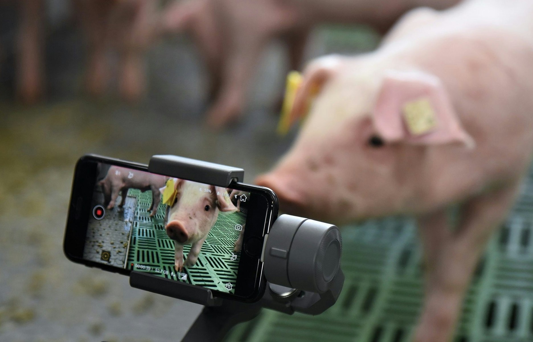 Datensammlung per Kamera: Die Beobachtung der Schweine in der Versuchsstation der Landwirtschaftskammer in Wehnen soll helfen, das Tierwohl zu verbessern. Unter anderem sollen Krankheiten früher erkannt werden können. Foto: dpa / Ziegeler