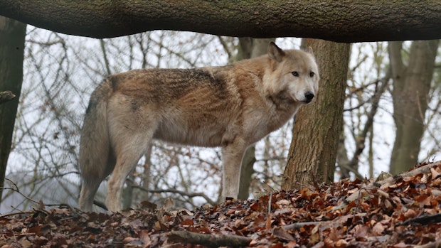 Ausschuss beschließt Aufnahme des Wolfs ins Jagdrecht