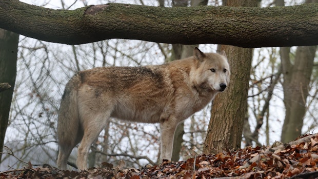 Jagdverband drängt auf klare Regeln im Umgang mit Wölfen
