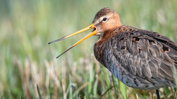 Wo seltene Vögel im OM einen ganz besonderen Schutz erfahren sollen