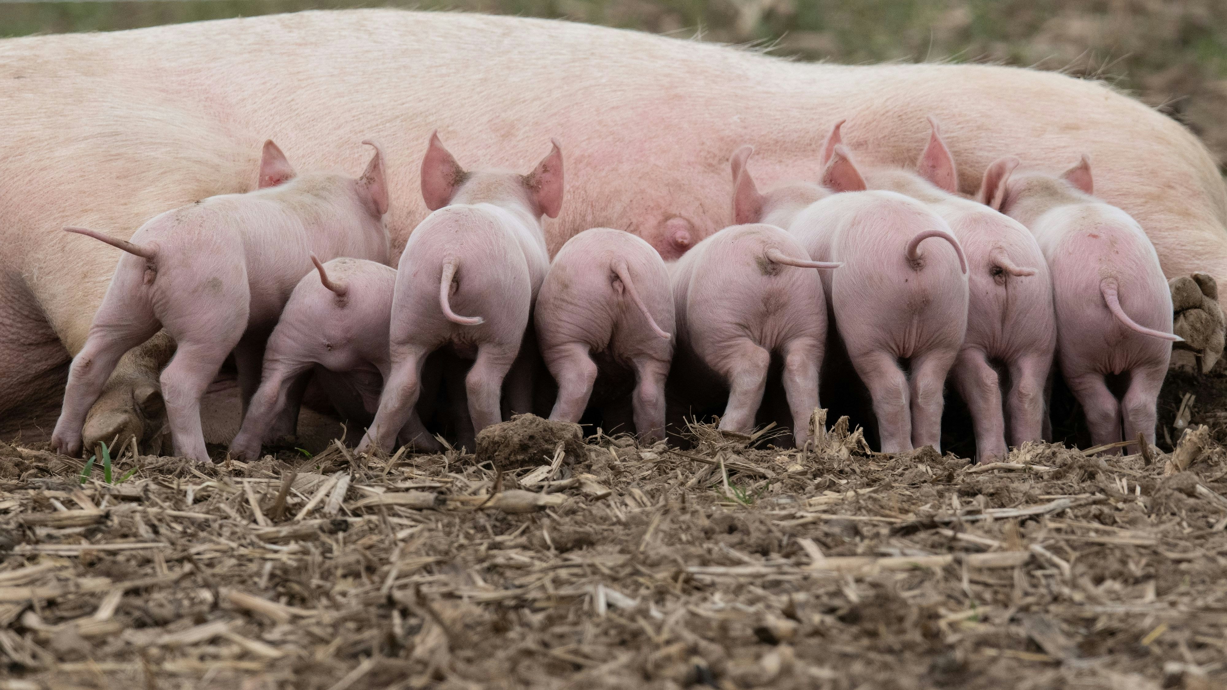 Mehr Tierwohl geplant: Die Schweinehaltung in Deutschland soll gekennzeichnet werden. Foto: dpa/Roessler