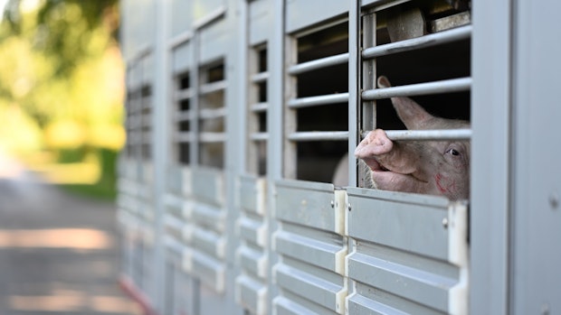 Behörden lockern Schutzauflagen nach Schweinepest-Fall