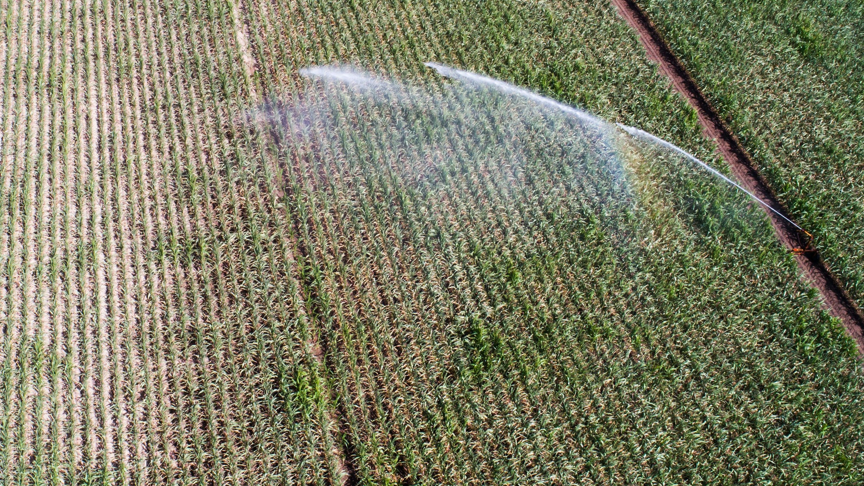 Angesichts von Trockenheit und Hitze wird ein Feld bewässert: Das ist ein vor Ort aktuell häufig zu sehendes Bild. Foto: dpa / Stratenschulte