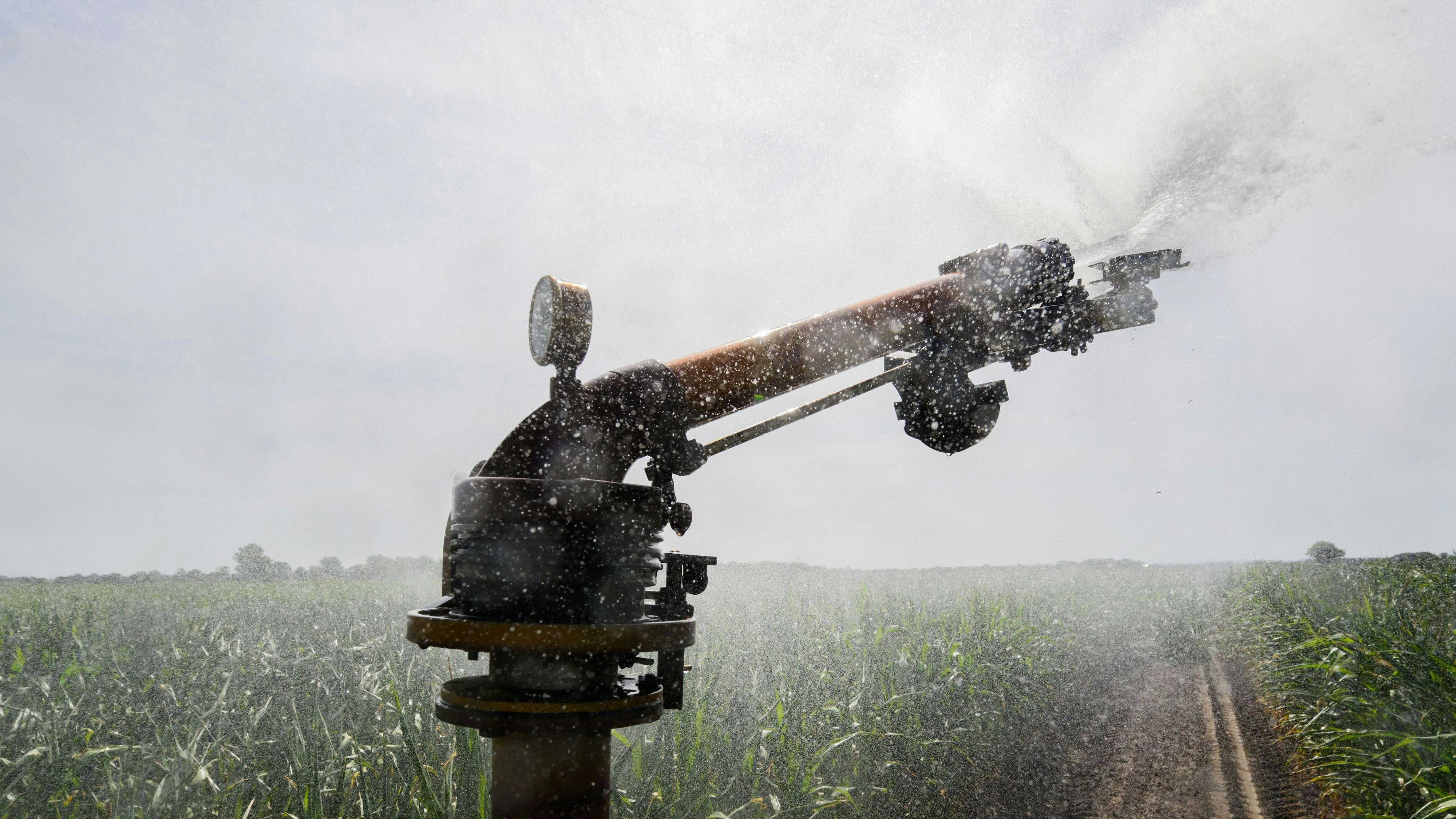 Einfach durch die Luft geschossen: Beregnung eines Maisfeldes. Im Sommer war diese Art der Bewässerung nur eingeschränkt erlaubt. Foto: dpa