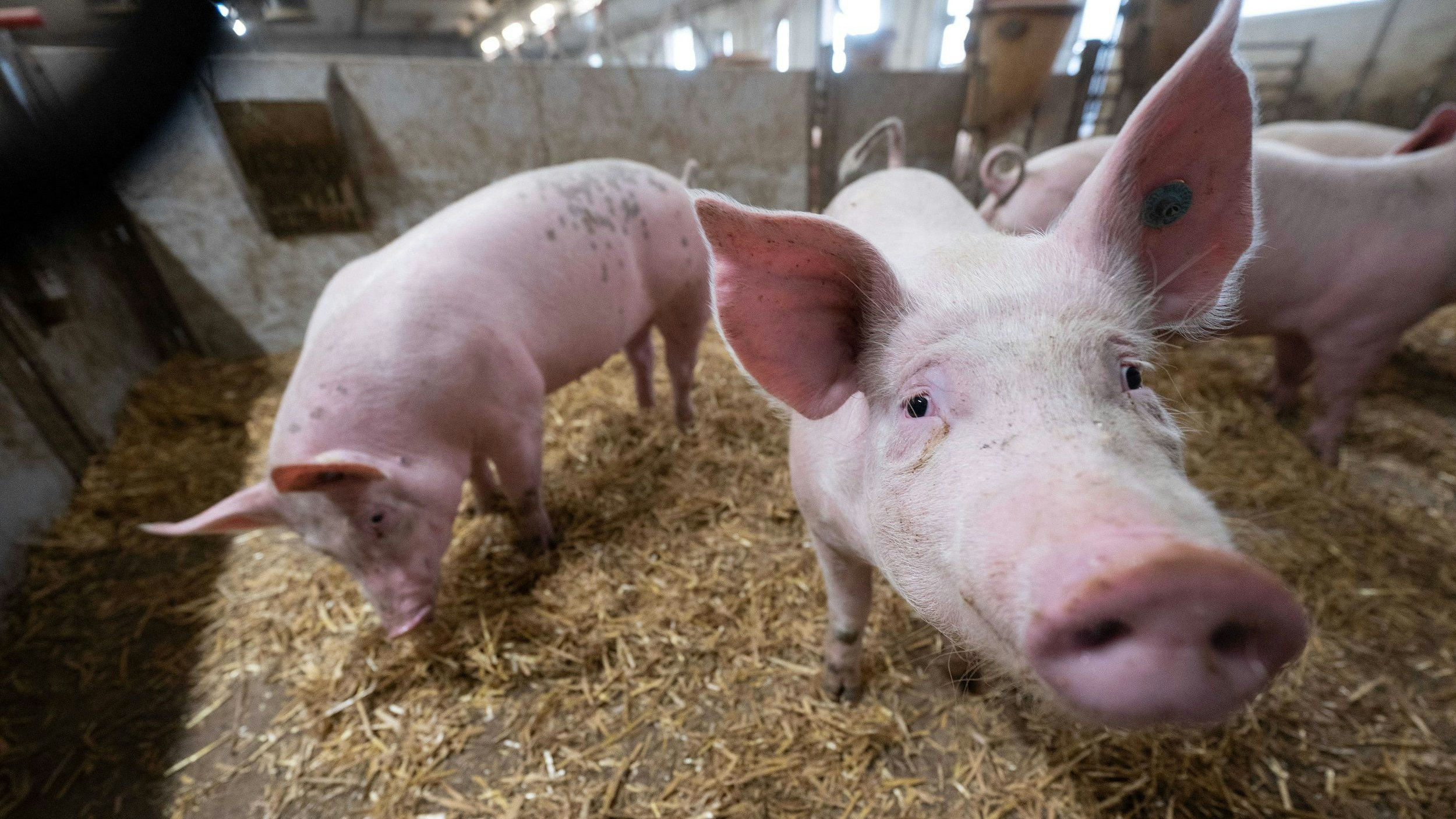Mehr Platz und mehr frische Luft: Schweine in einem Tierwohl-Stall. Wie viele es davon geben kann, hängt von den Vorgaben zu den Emissionen ab. Foto: dpa/Murat