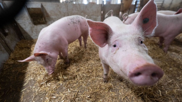 OM-Agrarbranche drängt auf Gesamtpaket zum Umbau der Tierhaltung