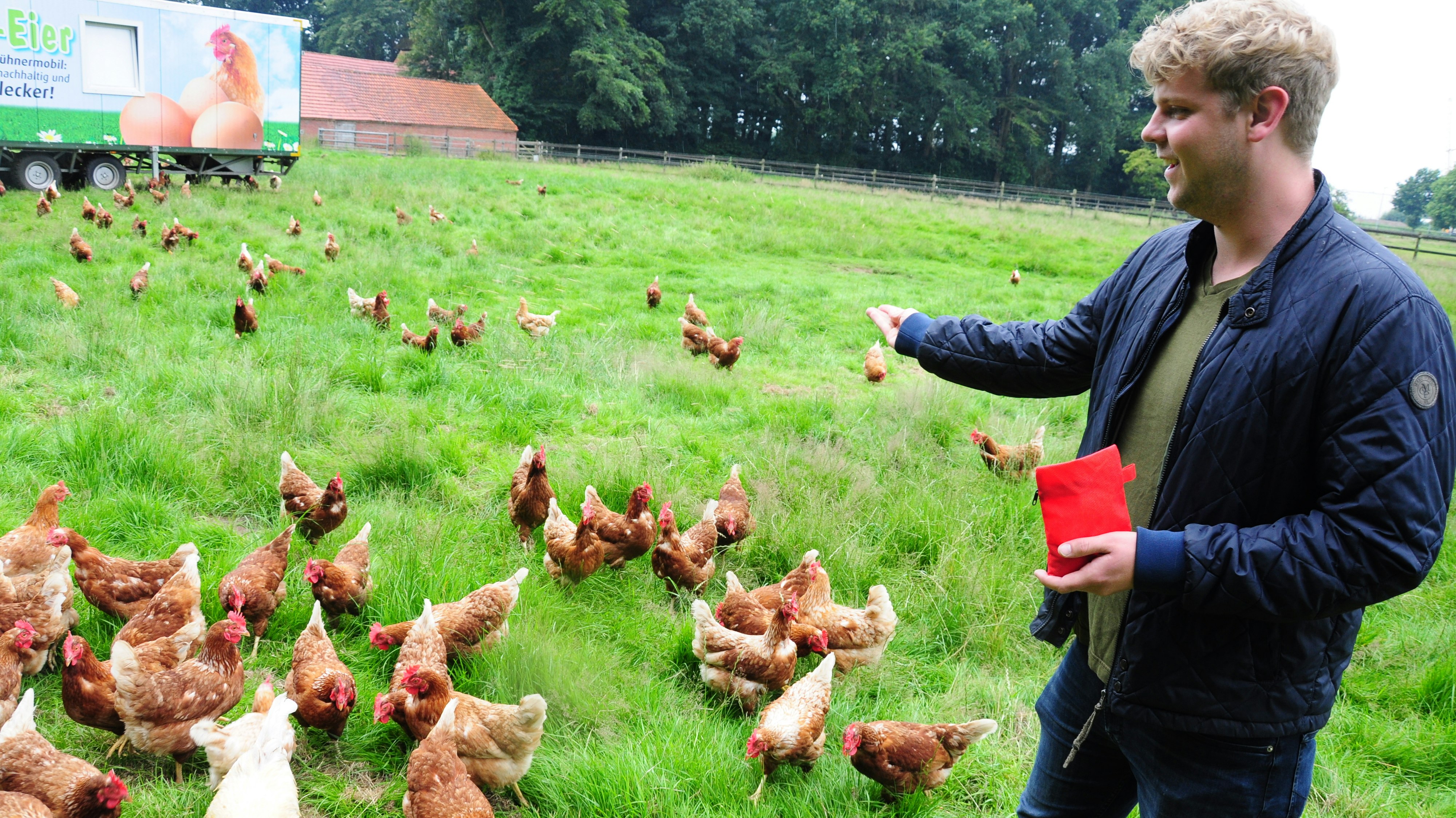 Gelockt mit Weizen: Jupp Meyer hält 226 Hühner und zwei Hähne im rollenden "Schlafstall" (im Hintergrund). Foto: Kreke