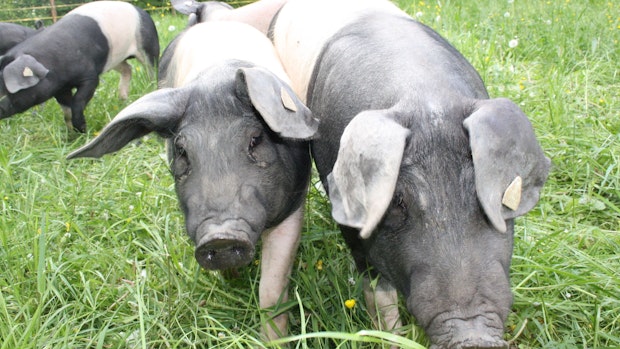 Schweinepest: Umbau der Tierhaltung steht vor neuen Fragen