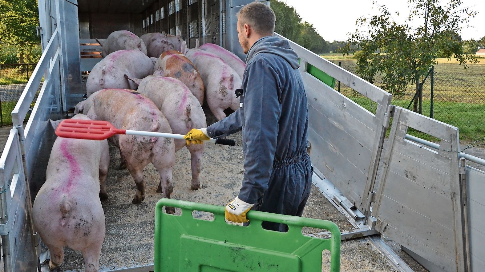 In der Klemme: Weil gleich mehrere Schlachthöfe wegen Corona-Ausbrüchen nicht voll arbeiten können, haben Landwirte Probleme  beim Abliefern ihre schlachtreifen Schweine. Foto: Georg Meyer