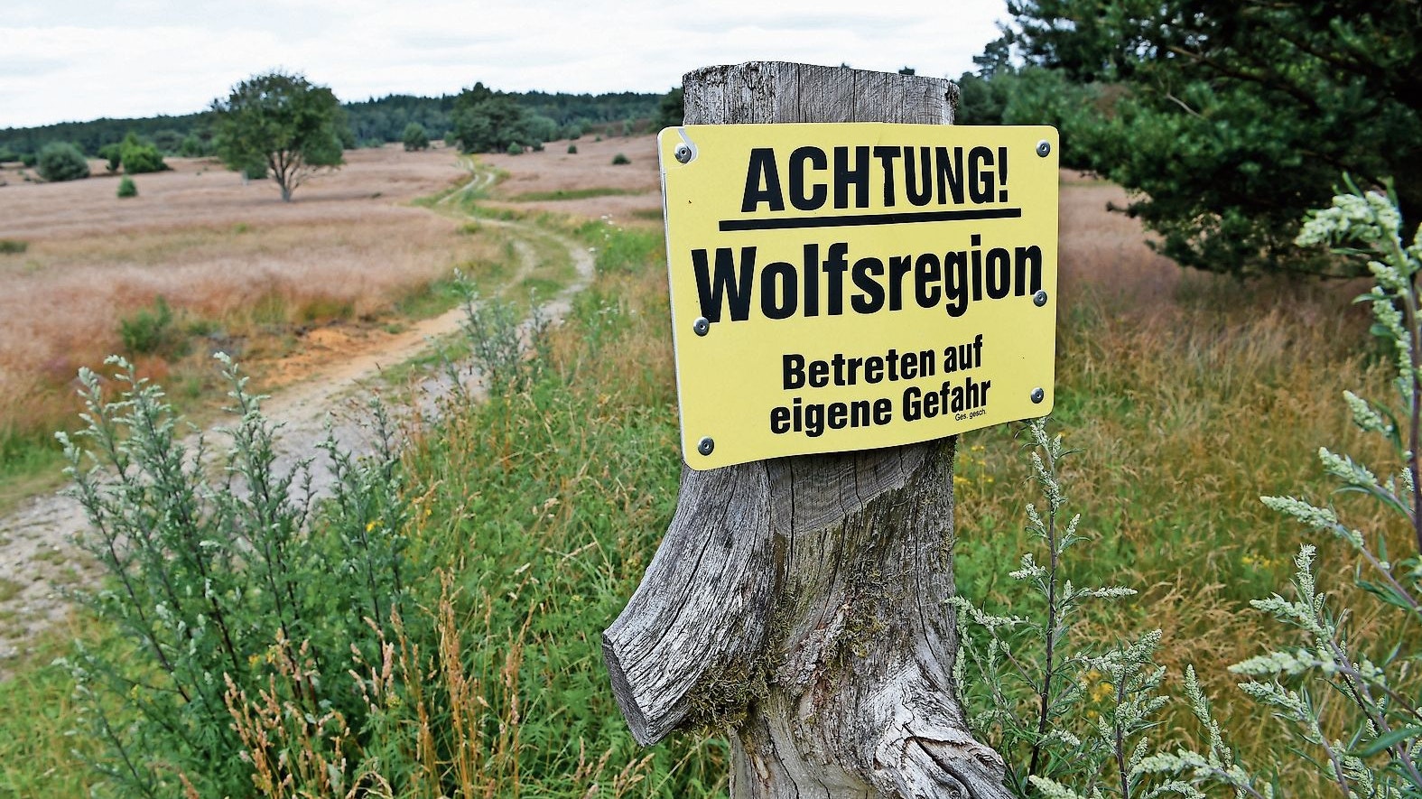 Heimisch geworden: Wolfsrudel  haben sich in Niedersachsen etabliert. Foto: dpa