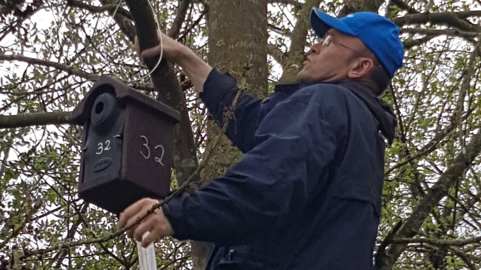 Sicher befestigt: Dieter Hinxlage, Vorsitzender der Nabu-Ortsgruppe Garrel, hängt eine der Nisthöhlen in den Baum. Foto: Nabu Garrel