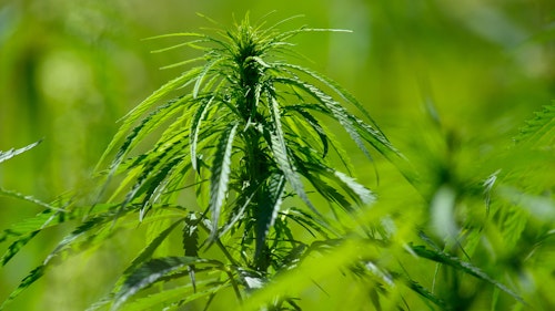 Gibt es künftig also doch Cannabis aus Visbek?