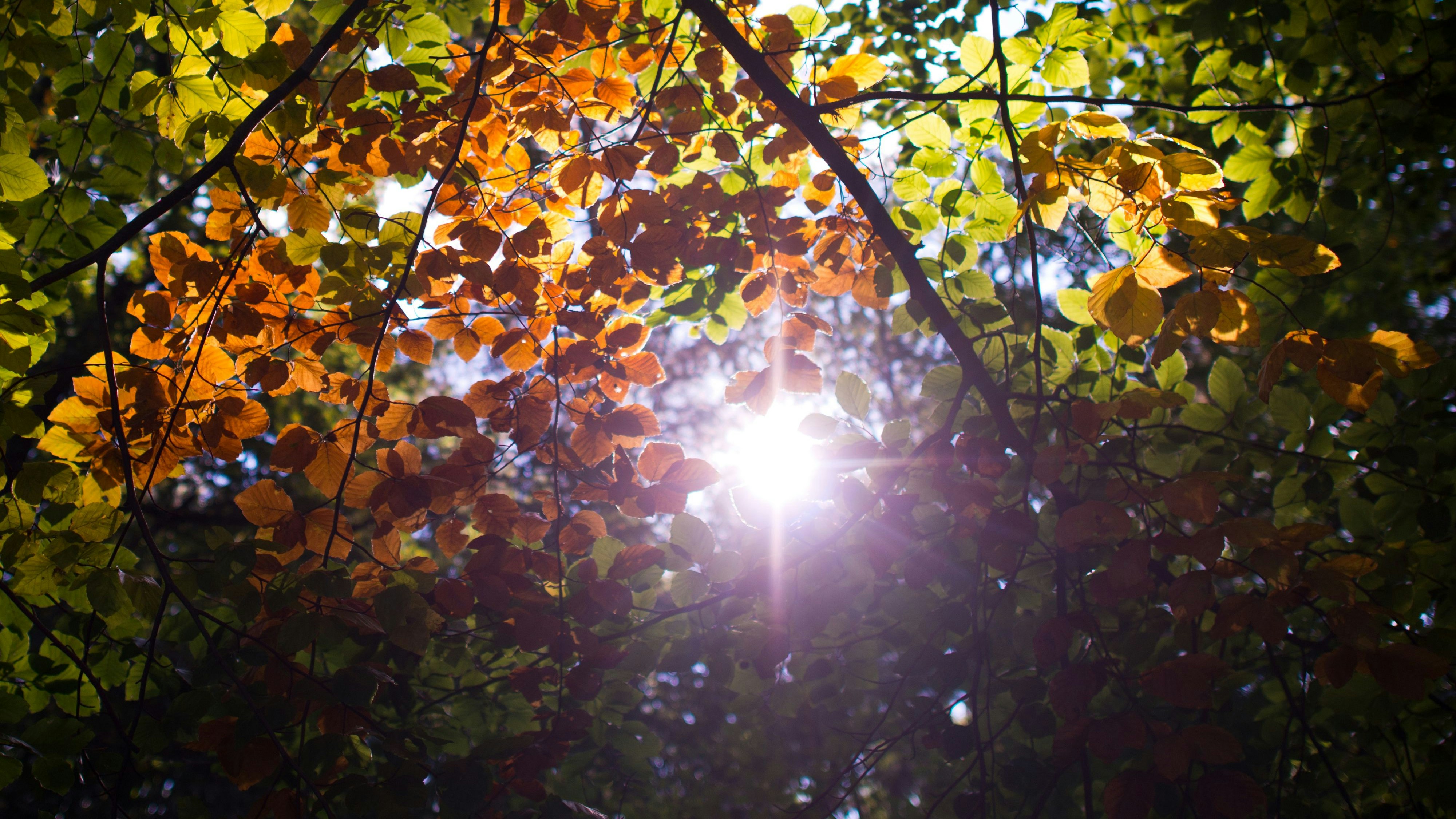 Bunt gefärbtes Blätterdach: Parks sorgen für Abkühlung und beleben die Sinne. Foto: dpa / Pleul