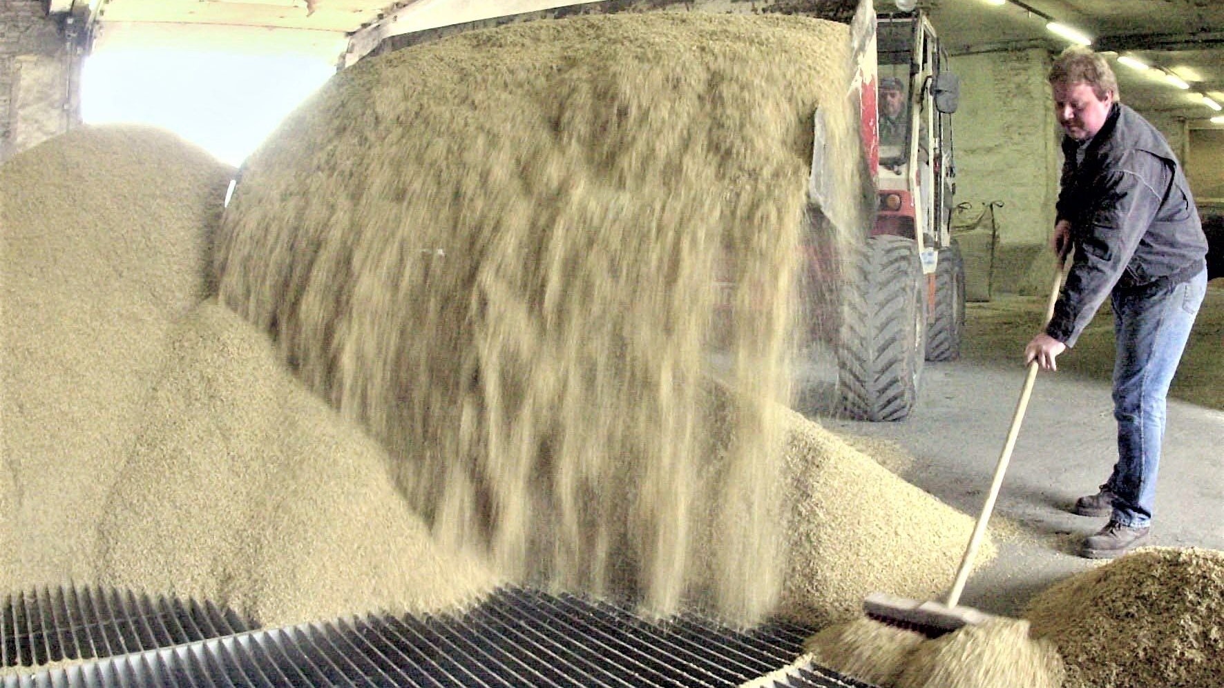 Getreide zur Herstellung von Futtermitteln wird in einem Mischfutterwerk angeliefert.&nbsp; &nbsp;Symbolfoto: dpa / Förster