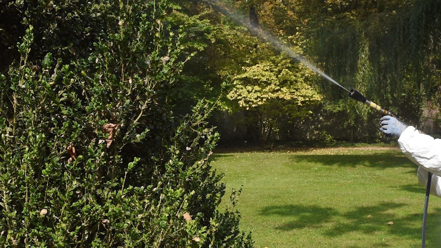 Ein Tipp gegen den Buchsbaumzünsler: Die Pflanzen mit einem Wasserschlauch abspritzen. Symbolfoto: dpa