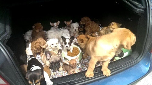 Cloppenburgerin will Welpen verkaufen: Sie wird überfallen, 9 Hunde werden geraubt