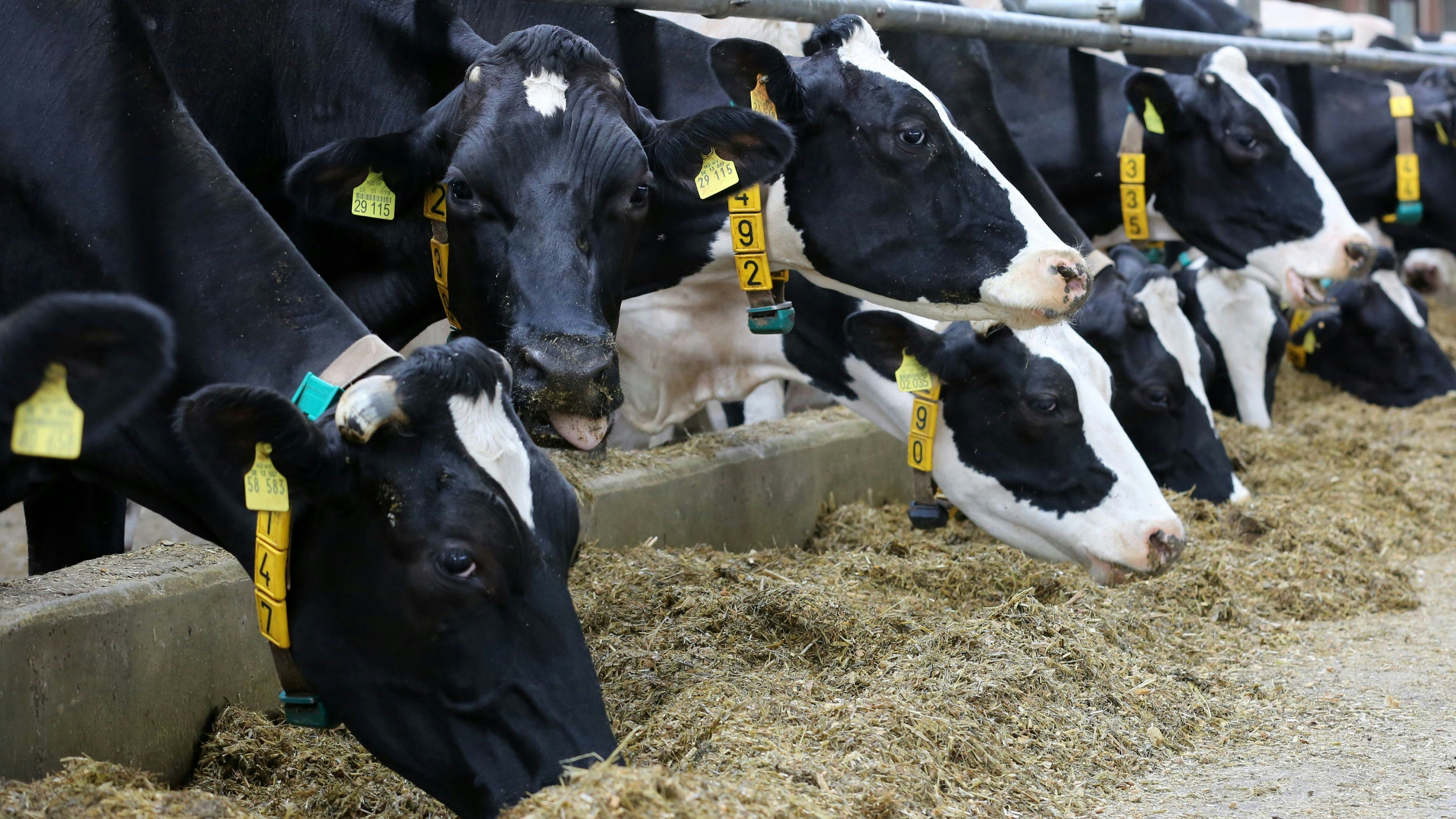 Gefragt: Milch ist derzeit ein knappes Gut. Das macht sich auch an den Preisen für Kühe und Jungrinder bemerkbar. Foto: dpa/Bernd Wüstneck&nbsp;