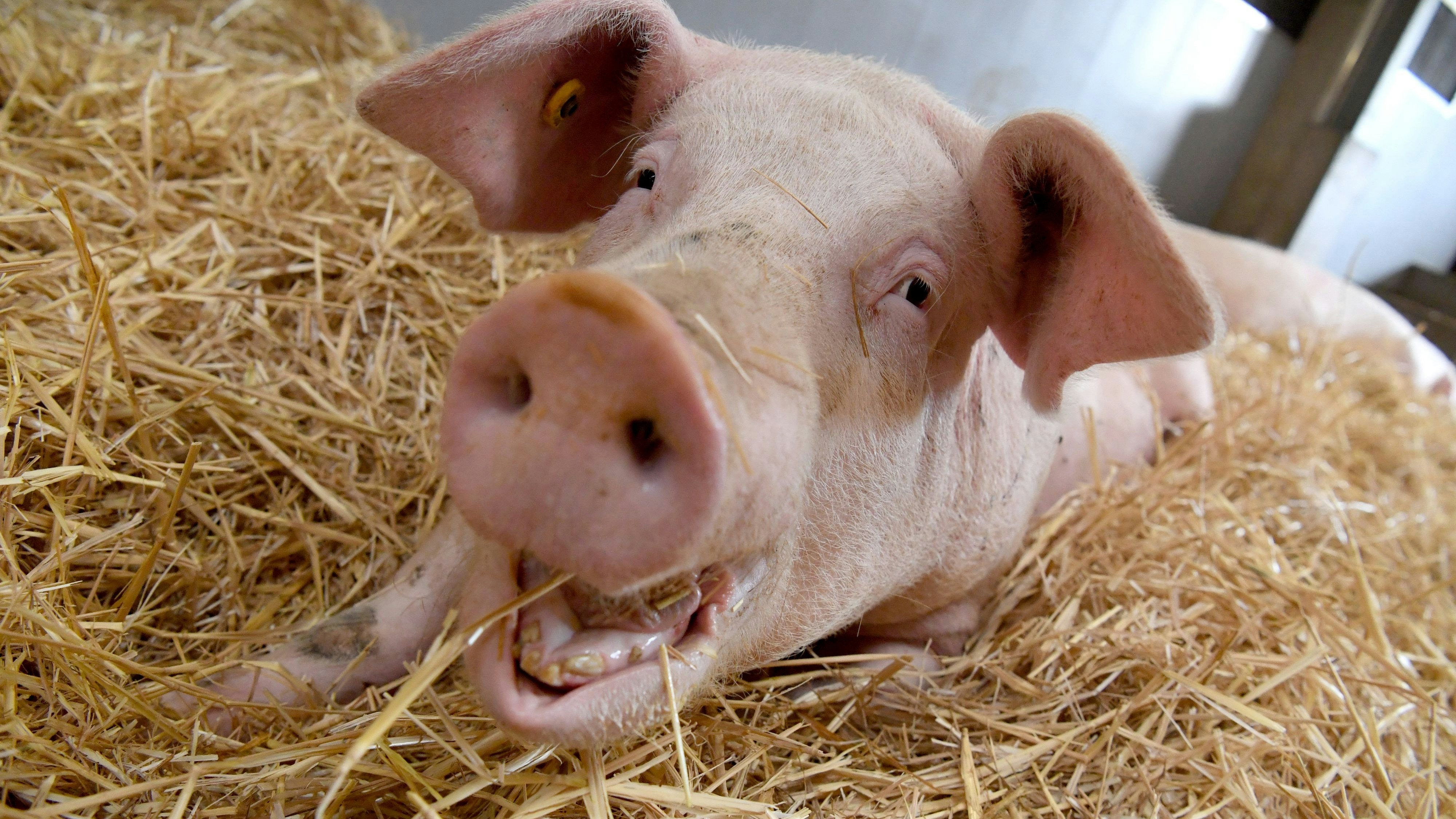 Schweinehaltung auf Stroh: Das gehört zu einem Tierwohl-Stall dazu. Doch noch immer gibt es kein Modell, das Landwirte für den Mehraufwand entlohnt. Foto: dpa/Murat