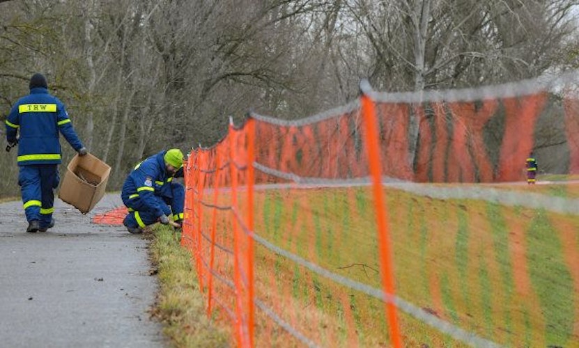 Allen Schutzzäunen zum Trotz: Es gibt den ersten Verdachtsfall der Afrikanischen Schweinepest auf deutschem Boden. Foto: dpaPleul