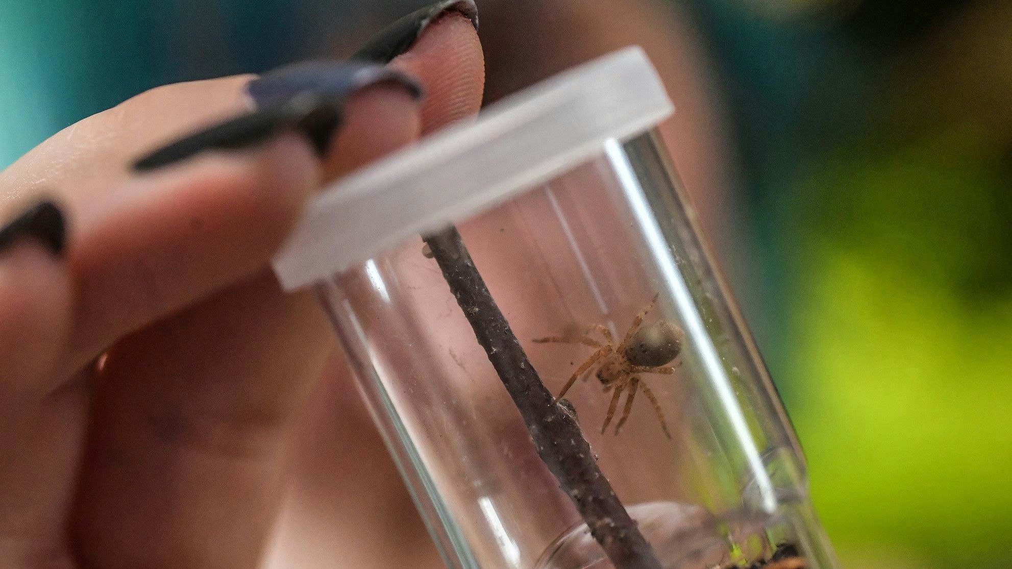 Im Saterland werden Spinnen bestimmt, durch das Reptilienhuus wird die Region abgedeckt. Foto: Ortgies